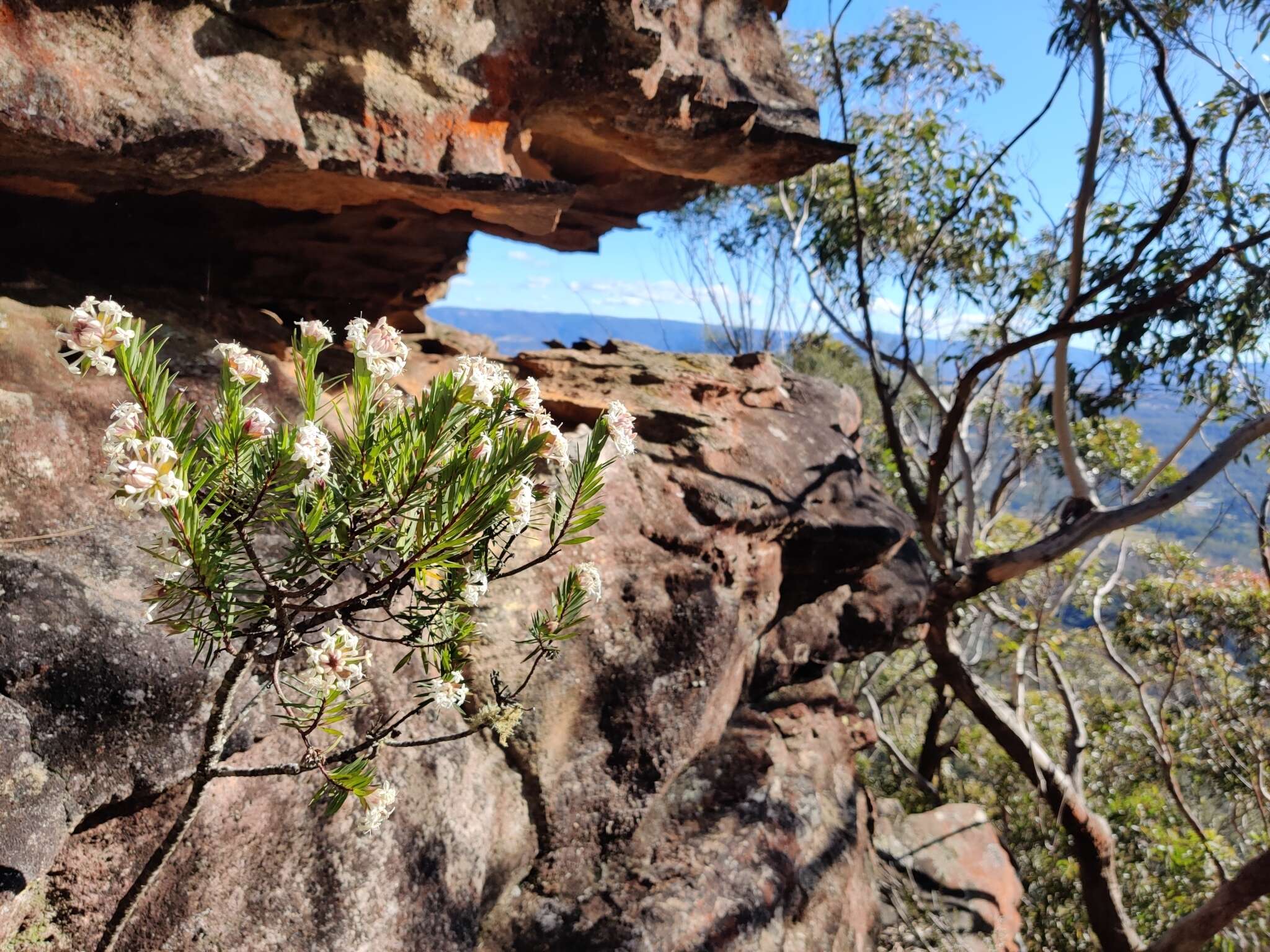 Image of Pimelea linifolia subsp. linoides (A. Cunn.) Threlfall