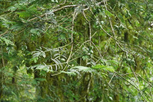 Image of Cephalotaxus harringtonii var. wilsoniana (Hayata) Kitam.