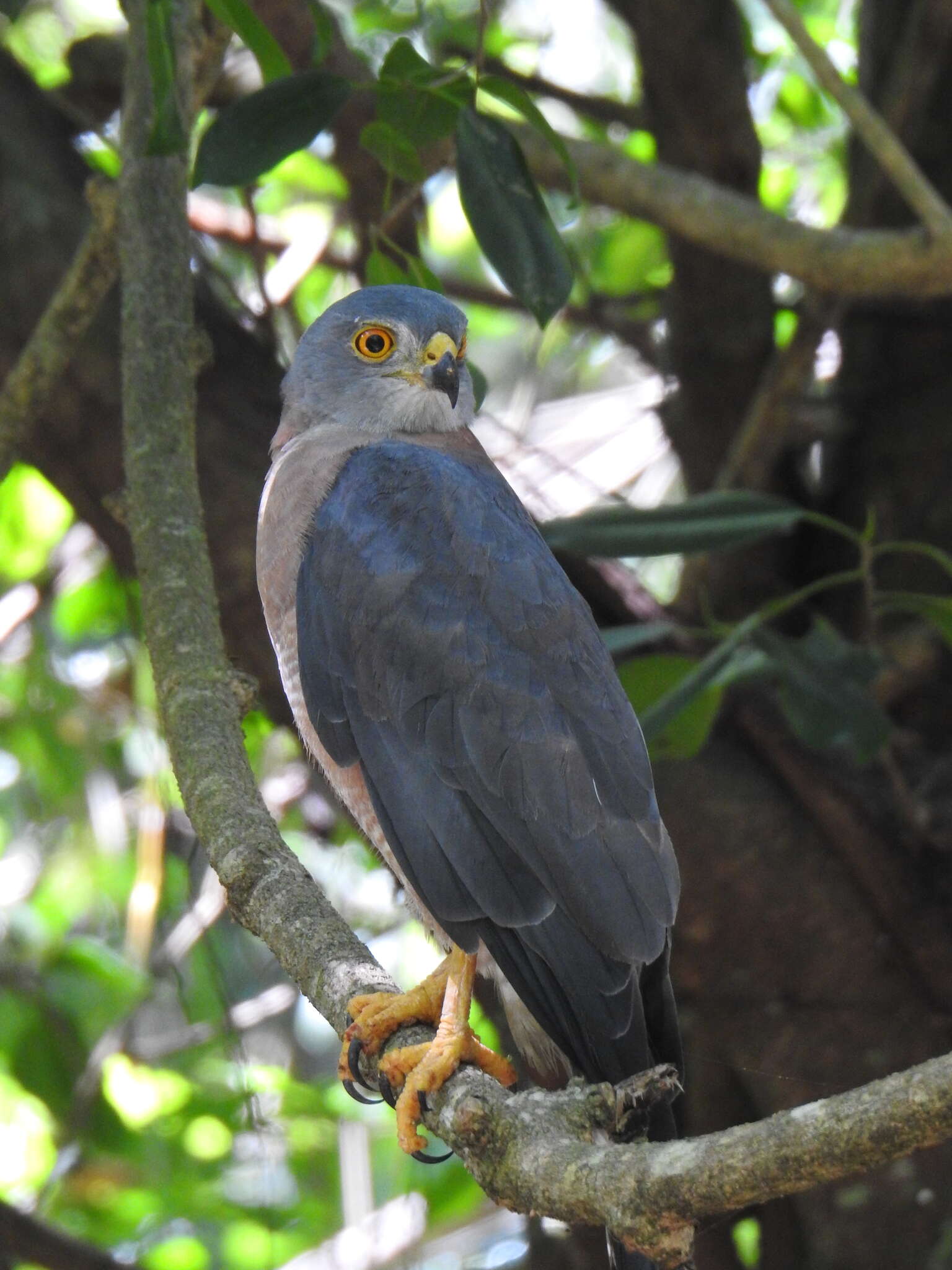 صورة Accipiter fasciatus natalis (Lister 1889)