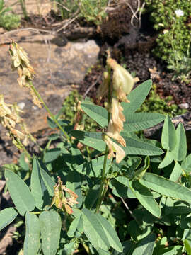 Image of white sweetvetch