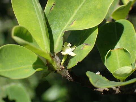 Erythroxylum pictum E. Mey.的圖片