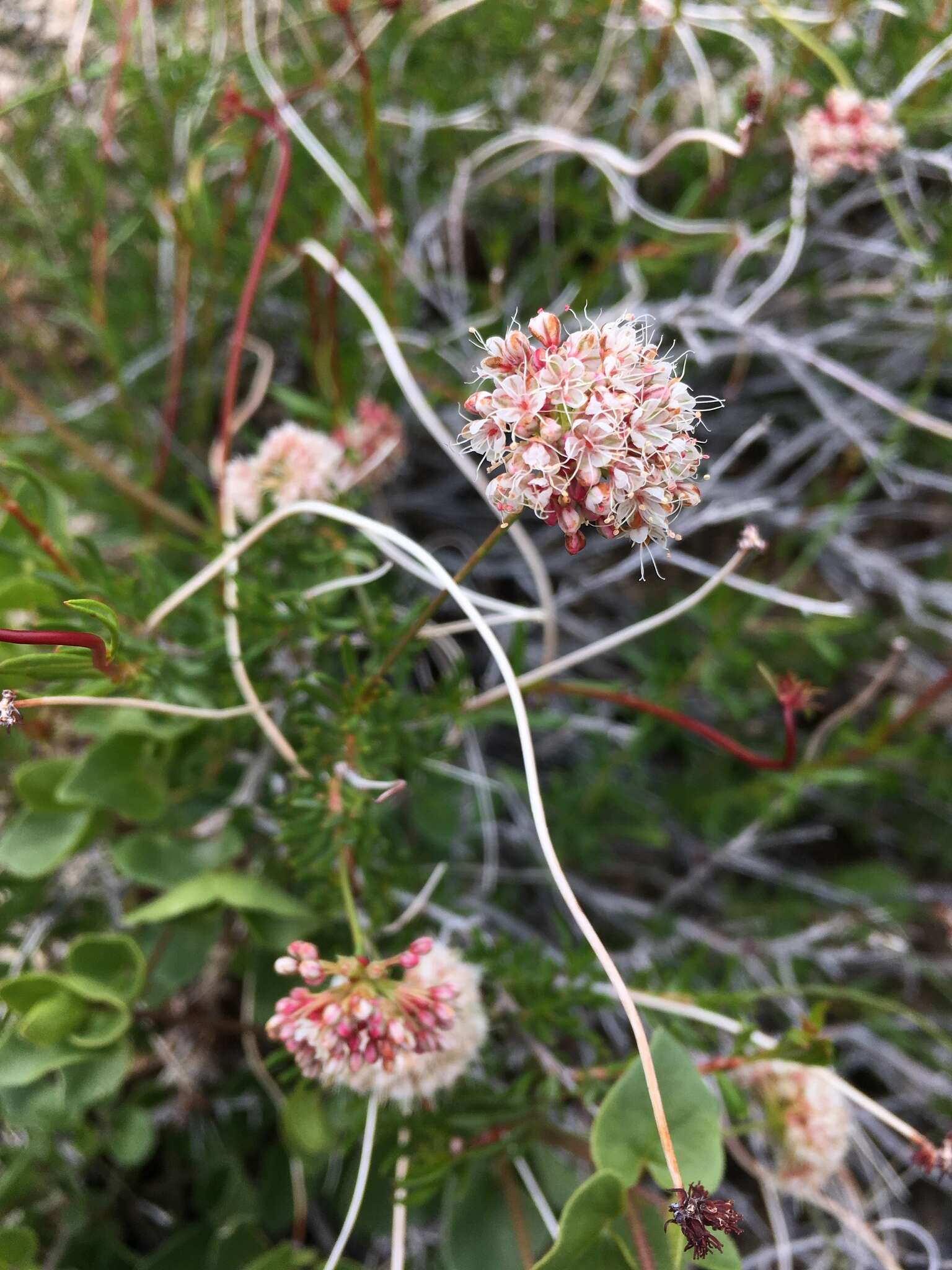 Image of Eastern Mojave buckwheat