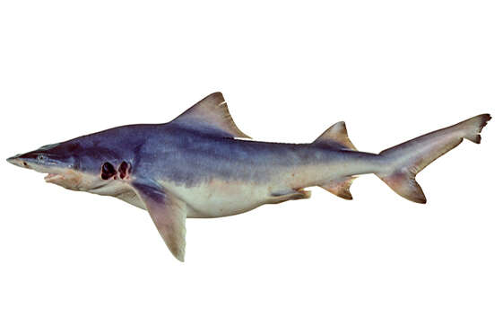 Image of New Guinea River Shark