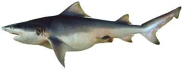 Image of Speartooth Shark