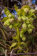 Image of Stinking Hellebore