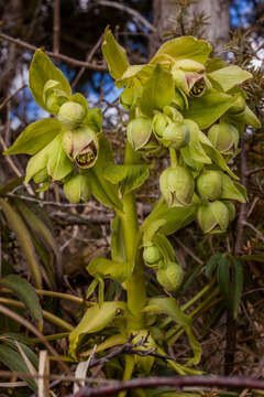 Image of Stinking Hellebore