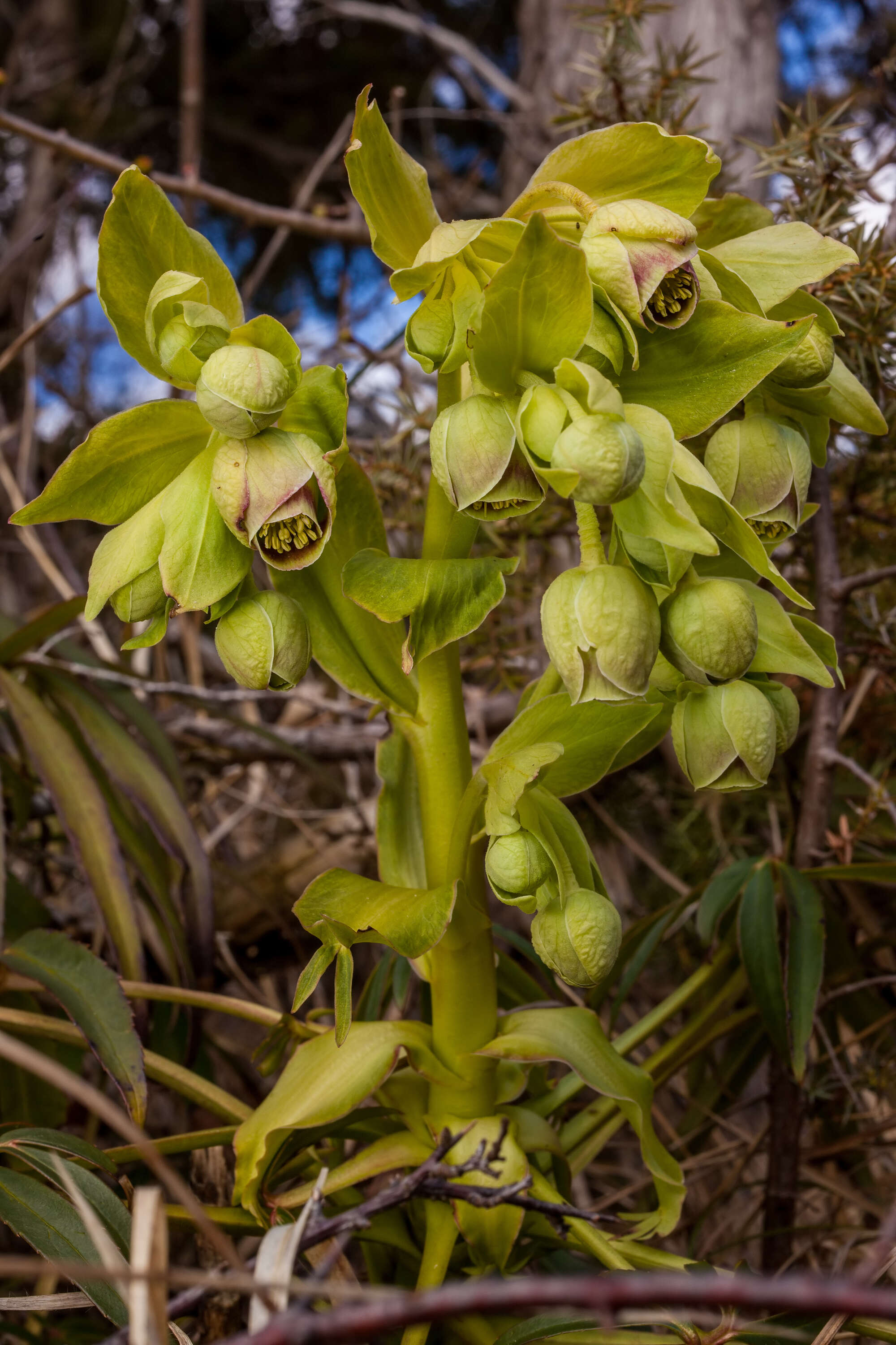 Image of Stinking Hellebore