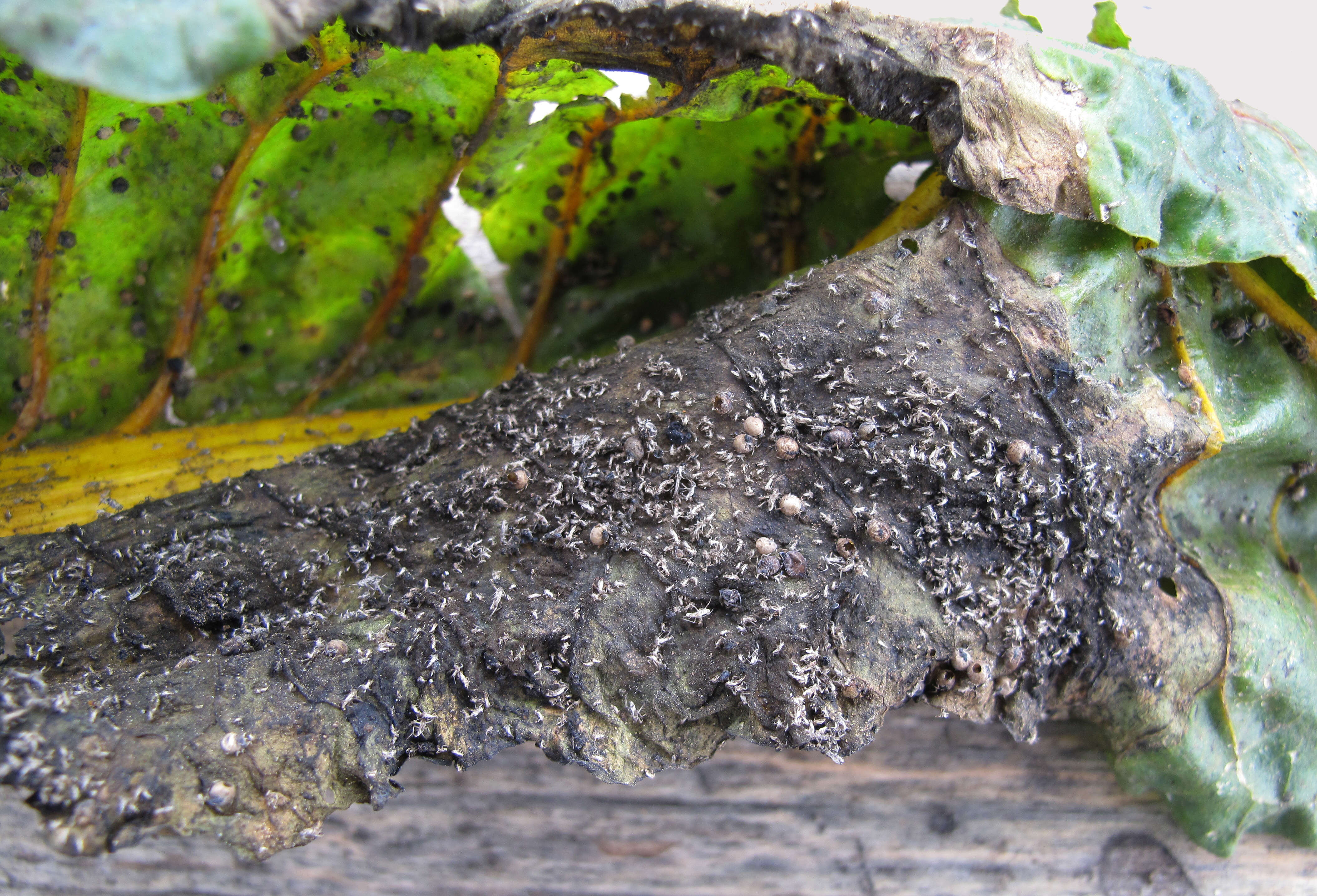 Image of Beta vulgaris subsp. vulgaris Cicla