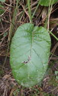 Image of Piloselloides cordata (Thunb.) C. Jeffrey