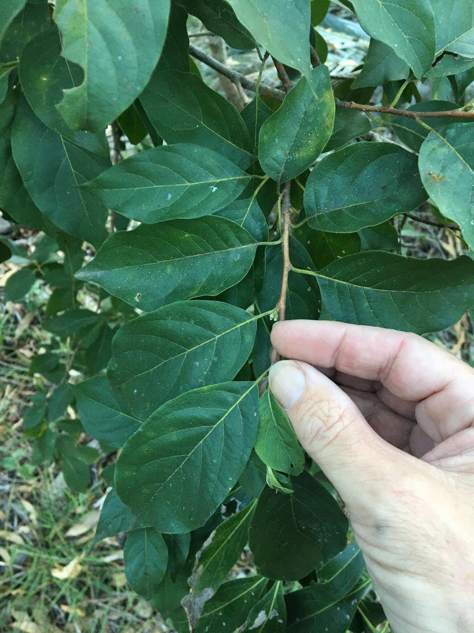 Image of Turraea pubescens Hellen.