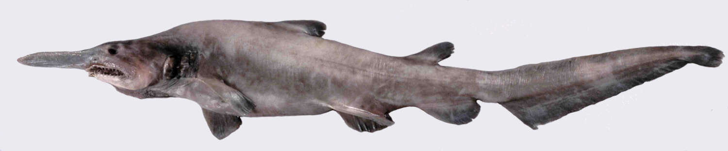 Image of goblin sharks