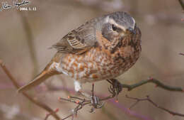 Image of Dusky Thrush