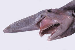 Image of goblin sharks