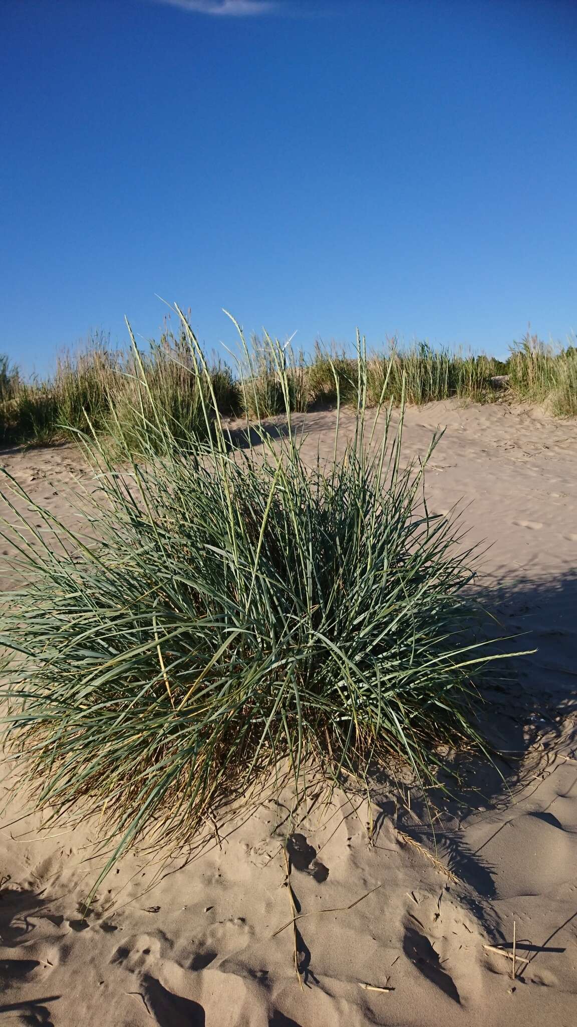 Image of lyme-grass