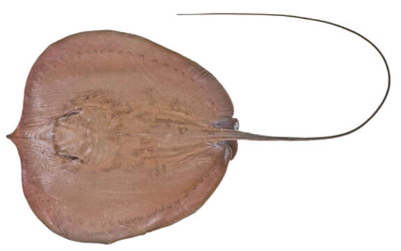 Image of Freshwater Whipray