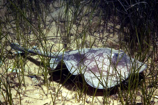 Image of Sinclair’s Stingaree