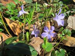 Image of Common Periwinkle