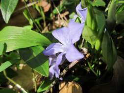 Image of Common Periwinkle