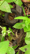 Image of Keeled Rat Snake