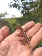 Image of Granular Anole