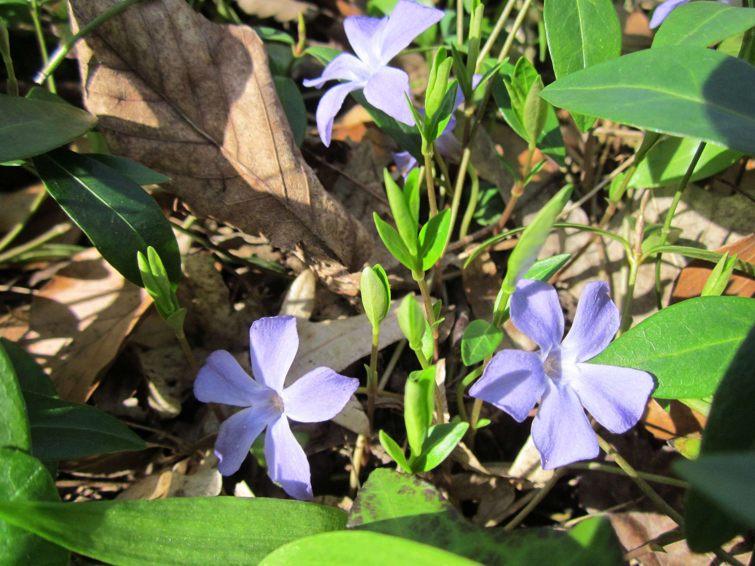 Image of Common Periwinkle