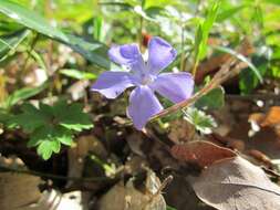 Image of Common Periwinkle