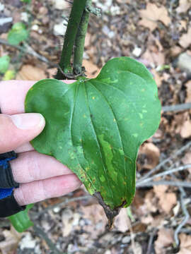 Image of bristly greenbrier