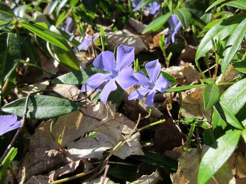 Image of Common Periwinkle