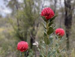 Image of Telopea aspera M. D. Crisp & P. H. Weston