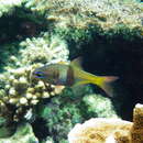 Image of Leas cardinalfish