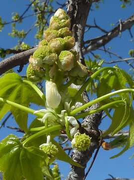 Image of American Sweetgum