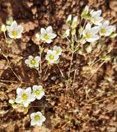 Image de Sabulina californica (A. Gray) Dillenb. & Kadereit