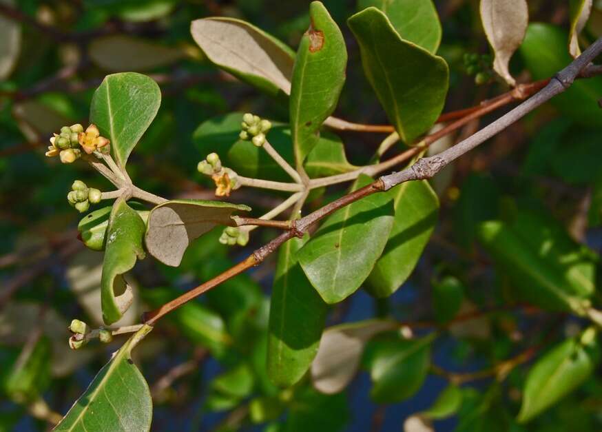 Image of Gray Mangrove