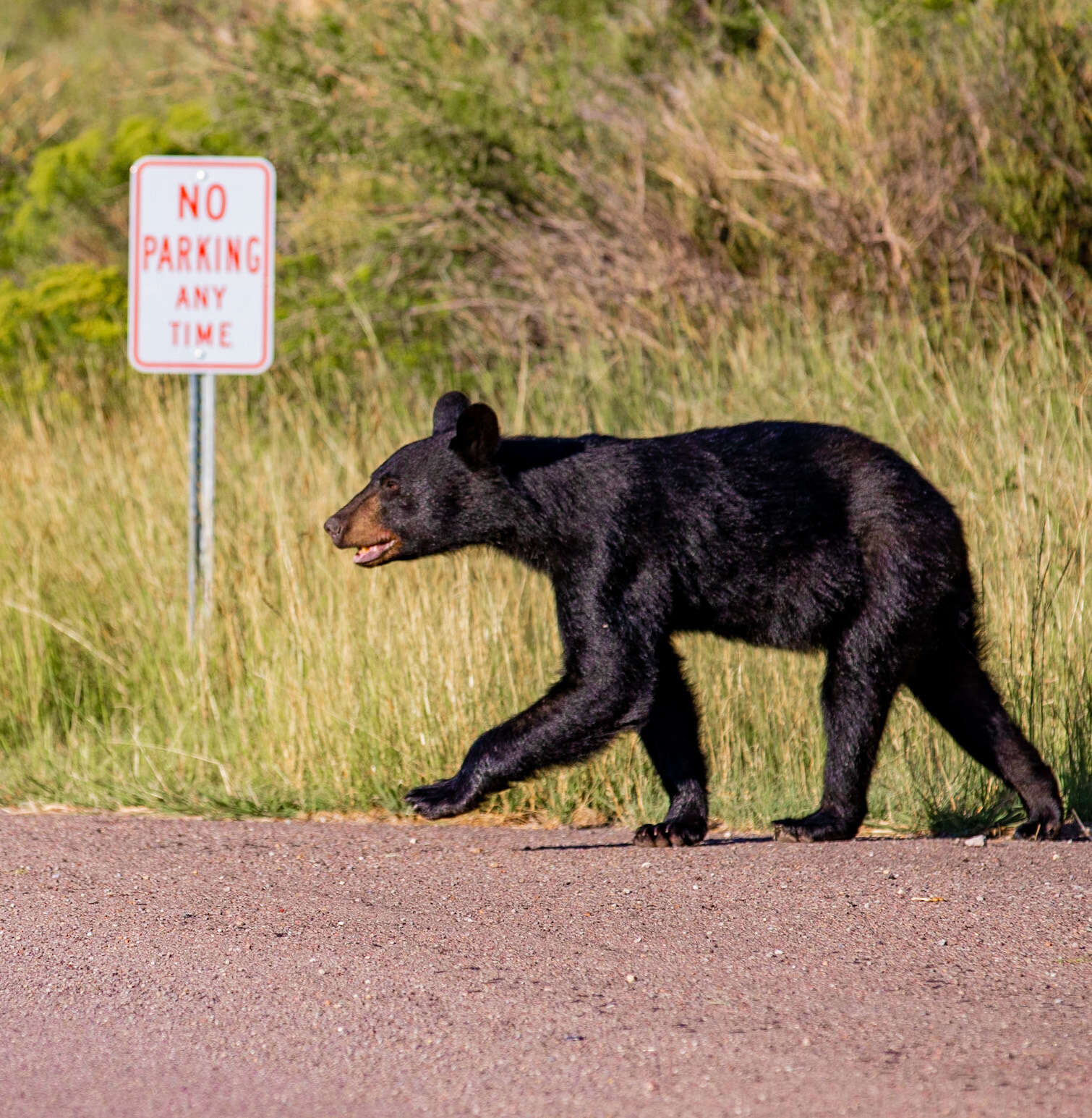 Image of Mexican Black Bear