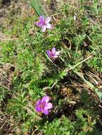 Image of Common Stork's-bill