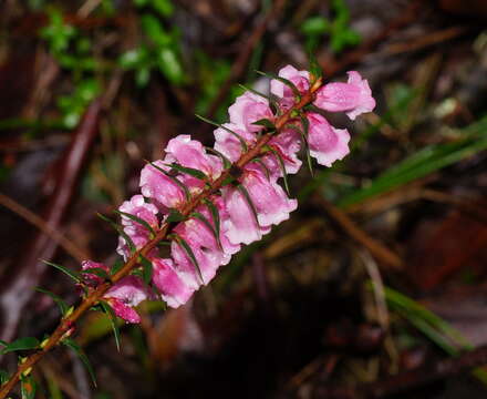 Plancia ëd Epacris impressa Labill.