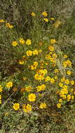 Image of Dyssodia decipiens (Bartl.) M. C. Johnston