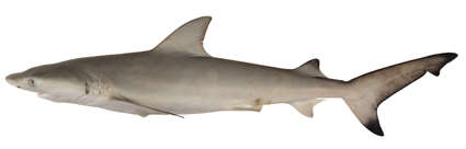 Image of Nervous Shark