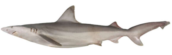 Слика од Carcharhinus fitzroyensis (Whitley 1943)