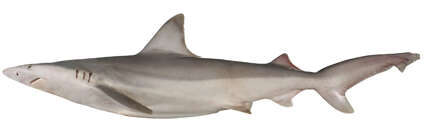 Plancia ëd Carcharhinus fitzroyensis (Whitley 1943)