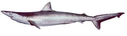 Image of Hardnose Shark