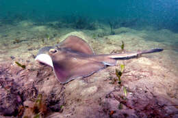 Image of Dixons Stingaree