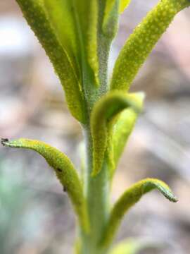 Image of Puccinia monoica (Peck) Arthur 1912