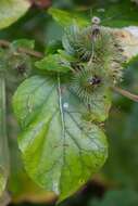 Image of common burdock