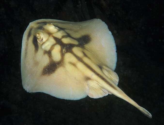 Image of Banded Stingaree