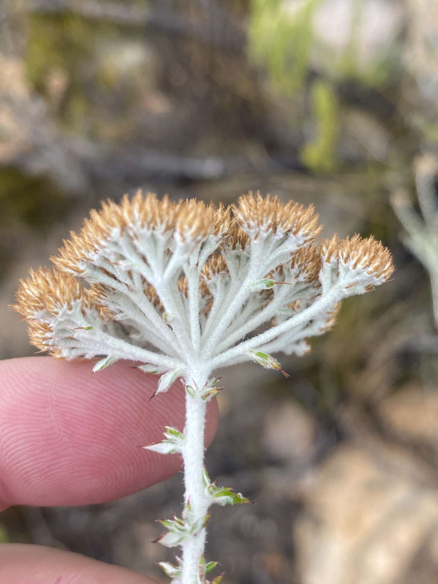 Image of Resin Flowerbush