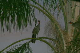 Image of Dusky-legged Guan