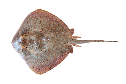 Image of Ningaloo Maskray