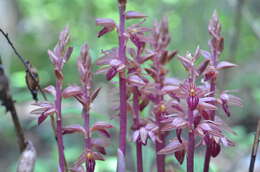 Image of hooded coralroot