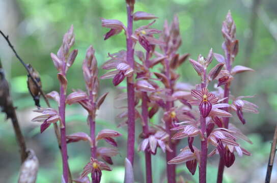 Image de Corallorhiza striata var. striata